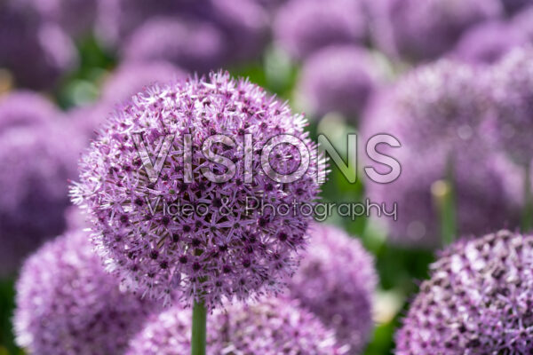 Allium Party Balloons