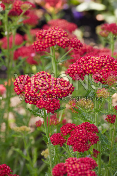 Achillea millefolium Skysail Fire