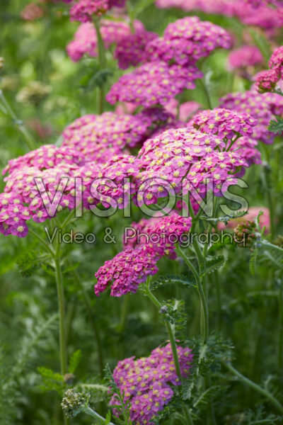 Achillea millefolium Skysail Bright Pink