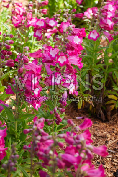 Penstemon PepTalk Cerise Penstemon PepTalk Cerise