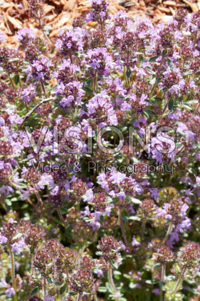 Thymus serpyllum Pink Chintz