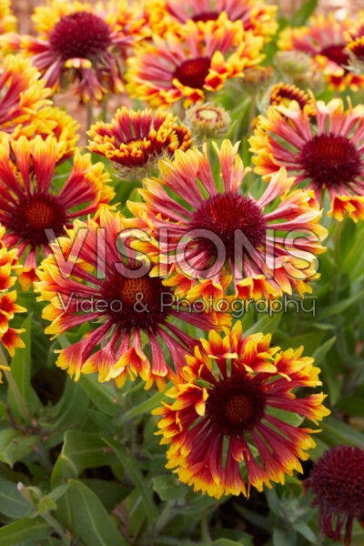 Spintop copper sun online blanket flower