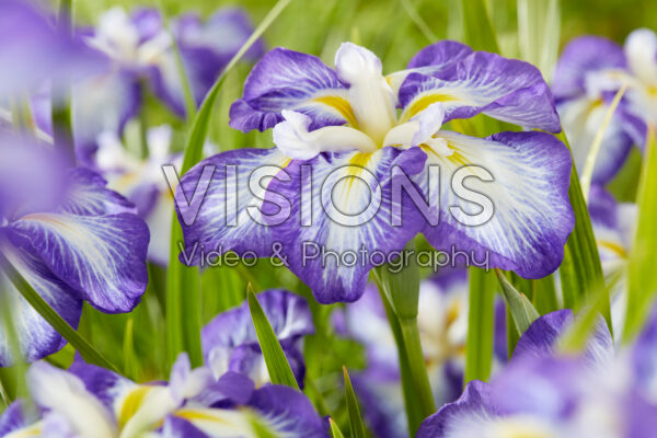 Iris ensata Dinner Plate Carrot Cake Iris ensata Dinner Plate Carrot Cake