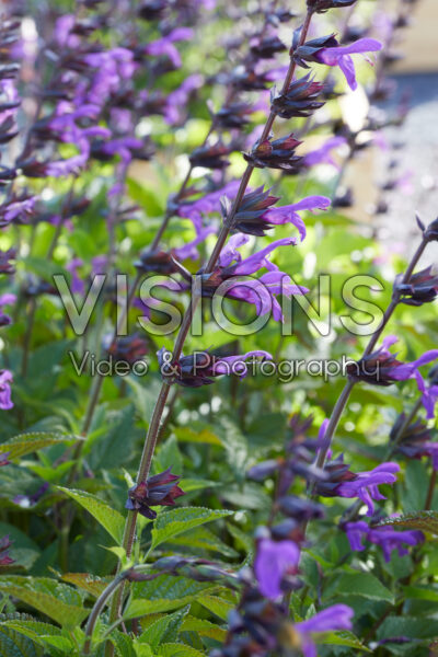 Salvia Lake Tahoe Salvia Lake Tahoe