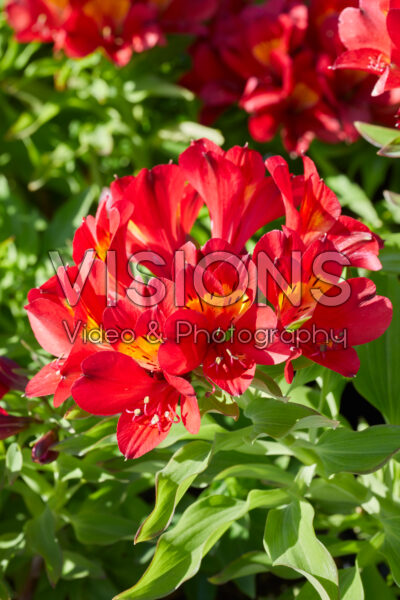 Alstroemeria Summer Pepper Alstroemeria Summer Pepper