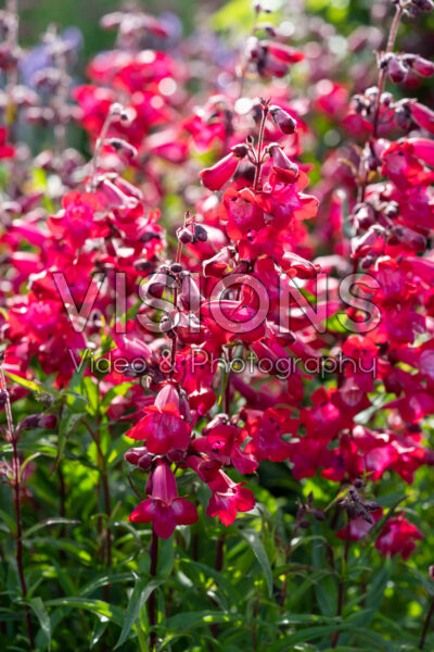 Penstemon Super Star Penstemon Super Star