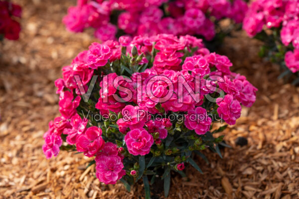 Dianthus Peman Fancy Cerise Dianthus Peman Fancy Cerise