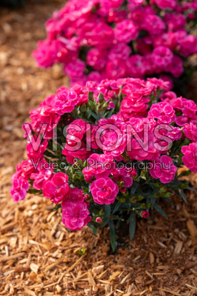 Dianthus Peman Fancy Cerise Dianthus Peman Fancy Cerise