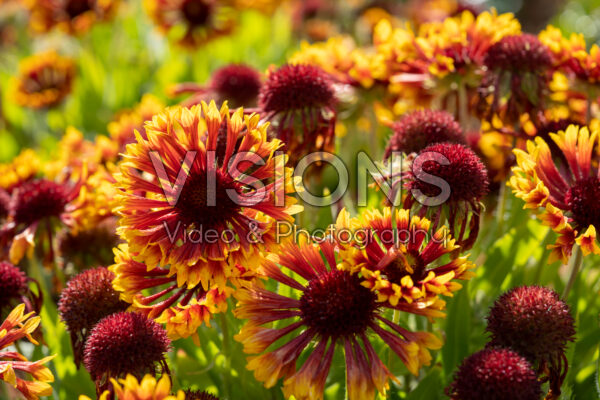 Gaillardia SpinTop Mariachi Copper Sun Visions Pictures