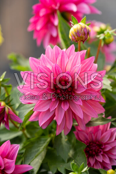Dahlia Hypnotica® Purple Bicolor Dahlia Hypnotica® Purple Bicolor