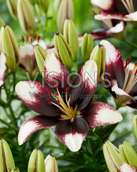 Lilium Trendy Murcia