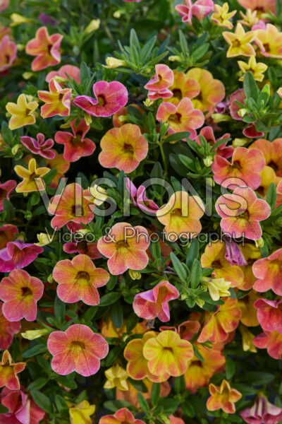 Calibrachoa parviflora Cabaret® Special Apricot Calibrachoa parviflora Cabaret® Special Apricot