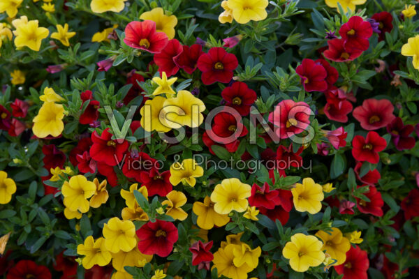 Calibrachoa parviflora Cabaret® MixMasters® Firework Calibrachoa parviflora Cabaret® MixMasters® Firework
