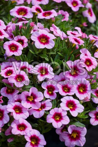 Calibrachoa parviflora Cabaret® Early Light Pink Eye