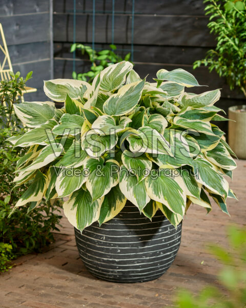 Hosta Hi Class Hosta Hi Class