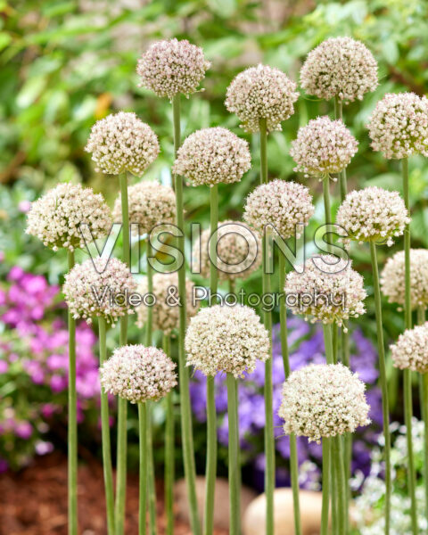 Allium Ping Pong Allium Ping Pong