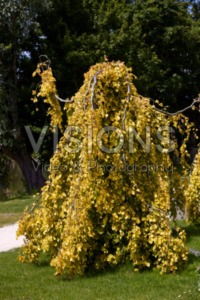 Fagus sylvatica Aurea Pendula