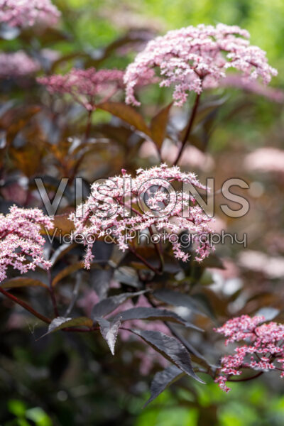 Sambucus nigra Black Beauty Sambucus nigra Black Beauty