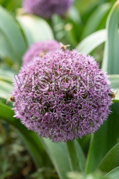 Allium Party Balloons