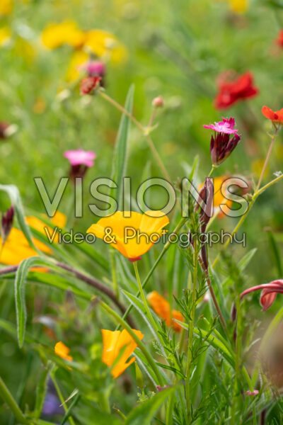 Eschscholzia californica