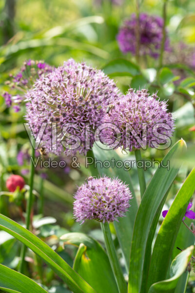 Allium Party Balloons