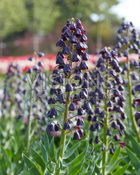 Fritillaria Persica Fritillaria Persica