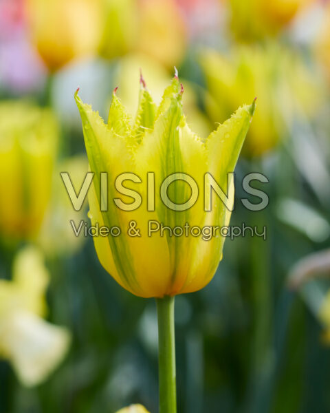 Tulipa Green Mile Tulipa Green Mile