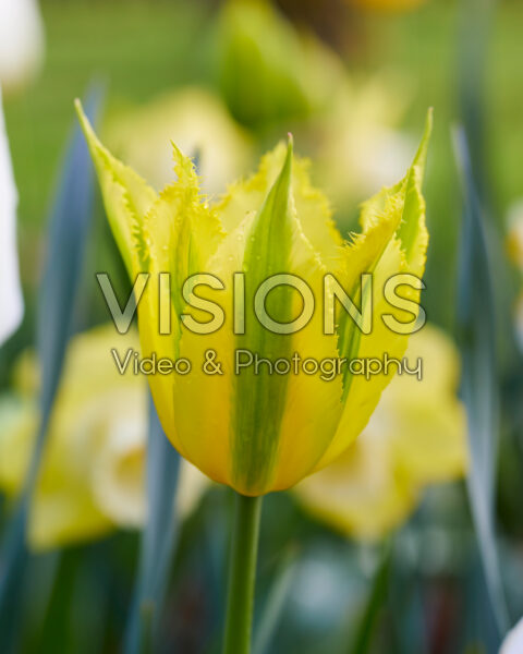 Tulipa Green Mile Tulipa Green Mile