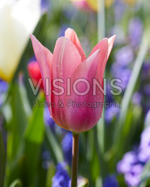 Tulipa Neper Tulipa Neper