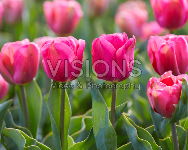 Tulipa Carola Tulipa Carola