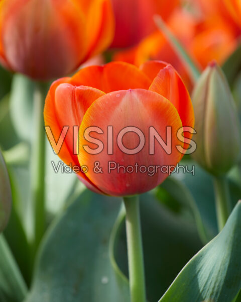 Tulipa Ad Rem Tulipa Ad Rem