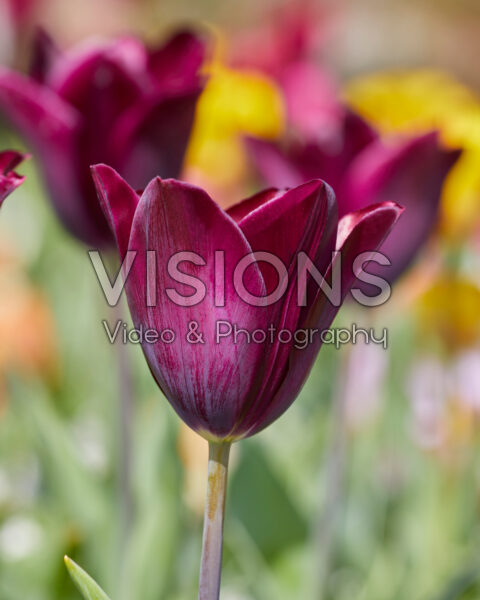 Tulipa Havran Tulipa Havran