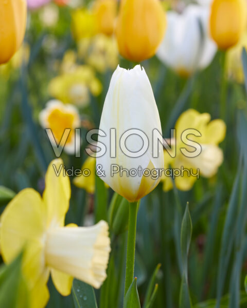 Tulipa Purissima Tulipa Purissima