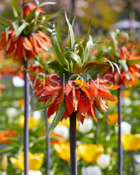 Fritillaria imperialis Rubra Maxima Fritillaria imperialis Rubra Maxima