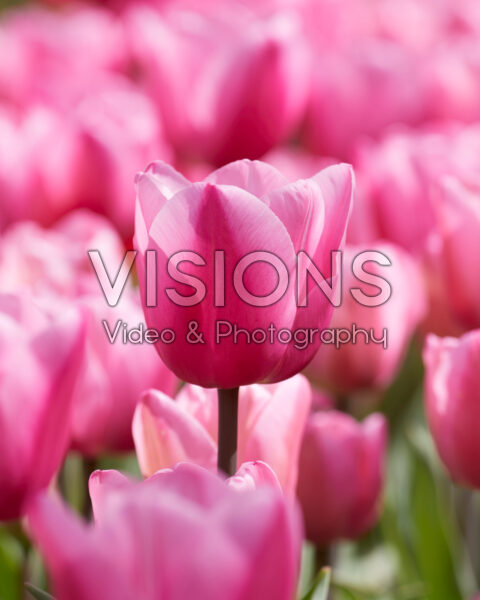 Tulipa Pink Twist Tulipa Pink Twist