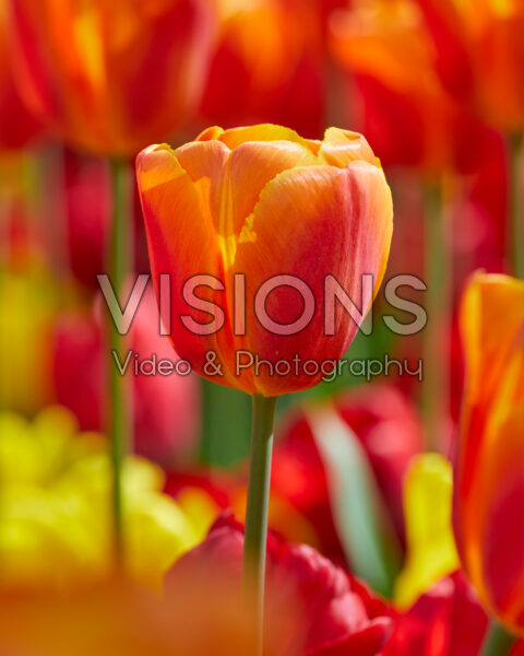 Tulipa Delta Storm Tulipa Delta Storm