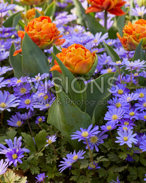 Anemone blanda Blue Shades, Tulipa Orange Princess