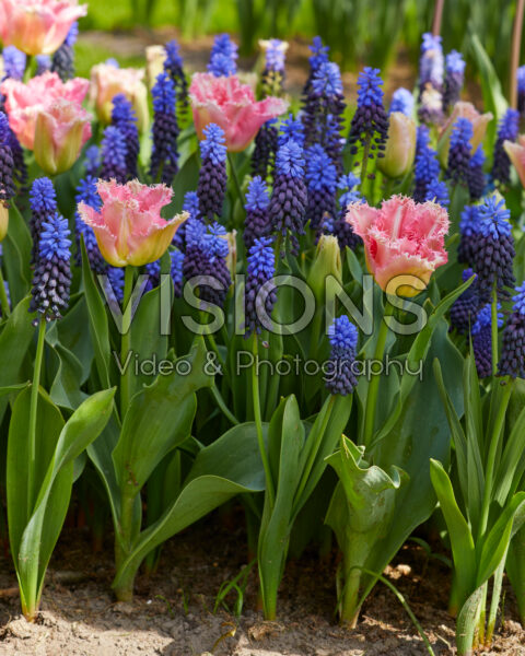 Muscari latifolium, Tulipa Muscari latifolium, Tulipa