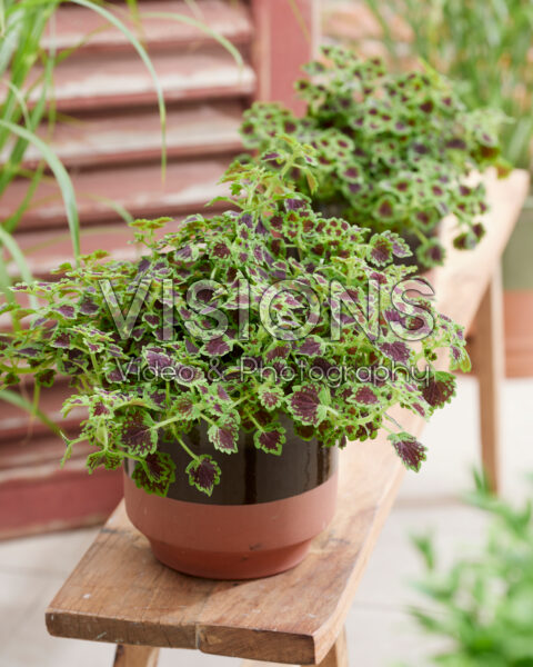 Coleus scutellarioides Great Falls