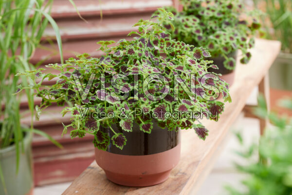 Coleus scutellarioides Great Falls