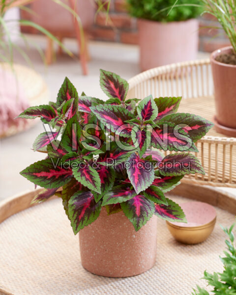 Coleus scutellarioides Main Street Ruby Road