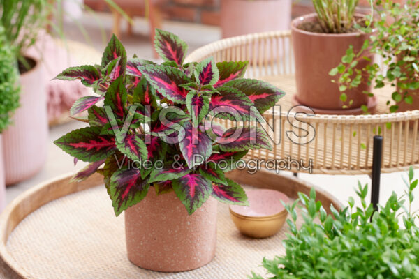 Coleus scutellarioides Main Street Ruby Road