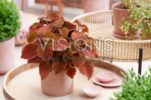 Coleus scutellarioides Main Street Wall Street Coleus scutellarioides Main Street Wall Street