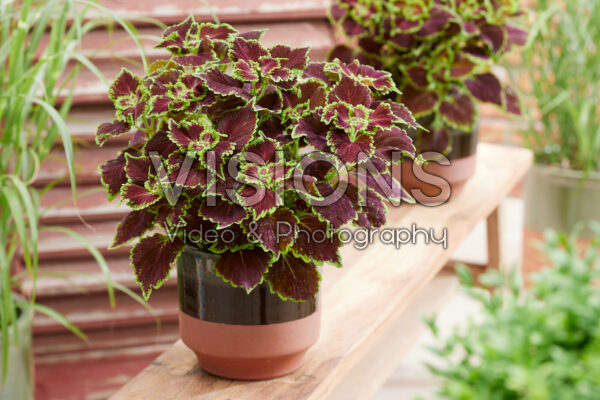 Coleus scutellarioides Great Falls Niagara Coleus scutellarioides Great Falls Niagara