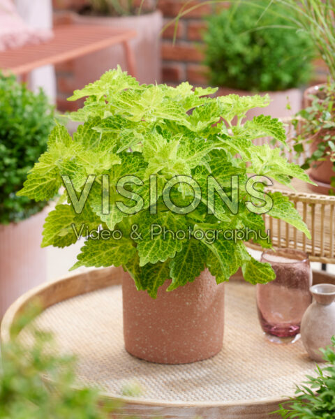 Coleus scutellarioides Main Street River Walk