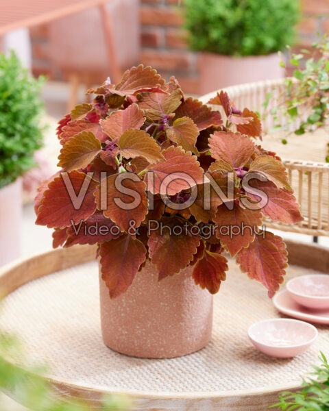 Coleus scutellarioides Main Street Wall Street Coleus scutellarioides Main Street Wall Street