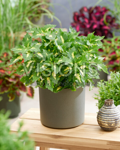 Coleus scutellarioides Stained Glassworks Palisade Coleus scutellarioides Stained Glassworks Palisade