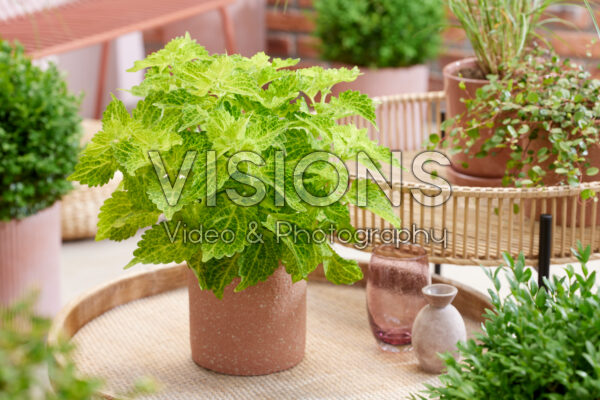 Coleus scutellarioides Main Street River Walk