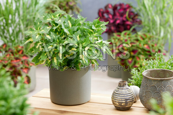 Coleus scutellarioides Stained Glassworks Palisade Coleus scutellarioides Stained Glassworks Palisade