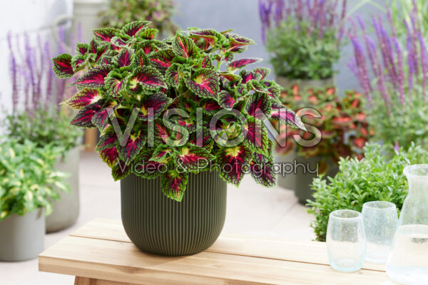 Coleus scutellarioides Stained Glassworks Spacecake